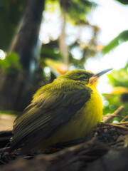 bird on a branch