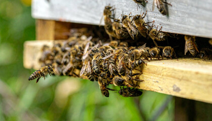 Bees cluster near hive entrance, creating a busy buzz around their wooden home and grassy surrounds