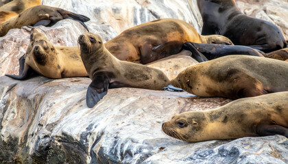 Sea lions lounge, sunning on rocky outcropping, some looking towards the viewer