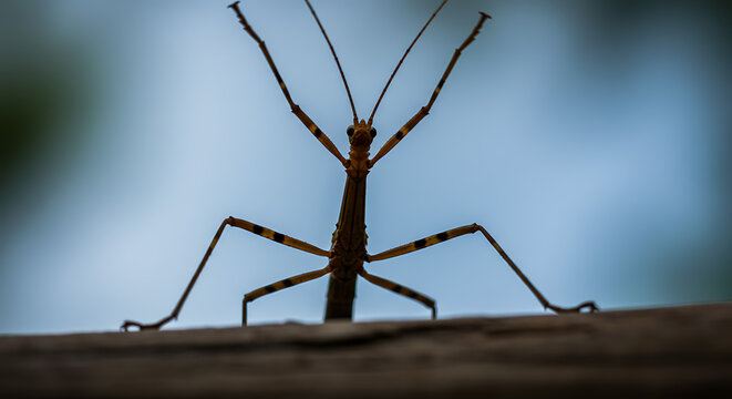Majestic stick insect a tiny giant perfectly poised nature's delicate wonder