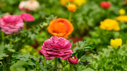 Pink, orange, yellow and red ranunculus flowers in bloom in spring, Image with selective focus