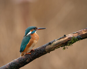 The blue flash - female kingfisher (Alcedo atthis) in The Netherlands