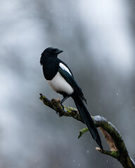 Eurasion Magpie In A Rainy Forest