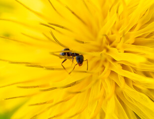 Black garden ant (Lasius niger) on dandelion