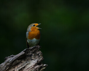 Singing European Robin (Erithacus rubecula) in The Netherlands