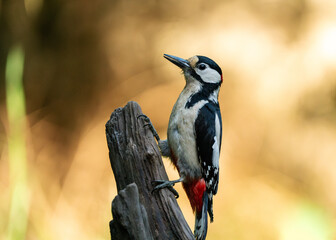 Great Spotted Woodpecker (Dendrocopos major) at Schaijk, Netherlands