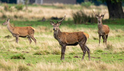 Deer grazing in a grassy field, with two stags and one doe looking towards the viewer