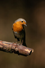 Portrait of a European Robin (Erithacus rubecula)