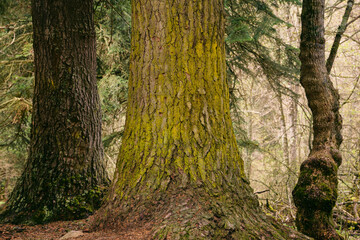 green trees in the forest