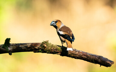 Hawfinch (Coccothraustes coccothraustes) In The Netherlands
