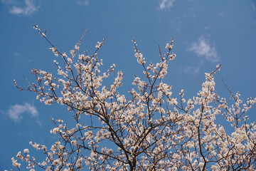 Blooming apricot tree against the sky. White and pink flowers on tree branches in spring, fruit trees bloom