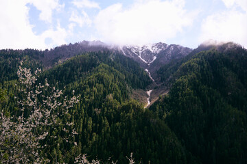 Fototapeta premium a flowering tree on the background of mountains