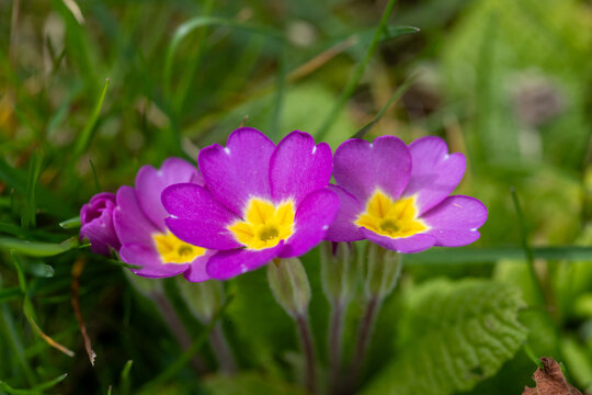 Primev&egrave;res des jardins (Primula vulgaris) de couleur rose vif et coeur dor&eacute; dans l'herbe. Vivace annon&ccedil;ant le retour du printemps.