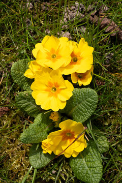 Primev&egrave;res des jardins (Primula vulgaris) de couleur jaune vif et coeur dor&eacute; dans l'herbe. Vivace annon&ccedil;ant le retour du printemps.