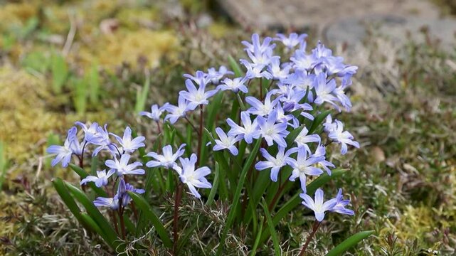 Fleurs de Chionodoxa Luciliae (Scilla luciliae) par une journ&eacute;e pluvieuse d'avril. Plantes bulbeuses bleues du d&eacute;but du printemps.