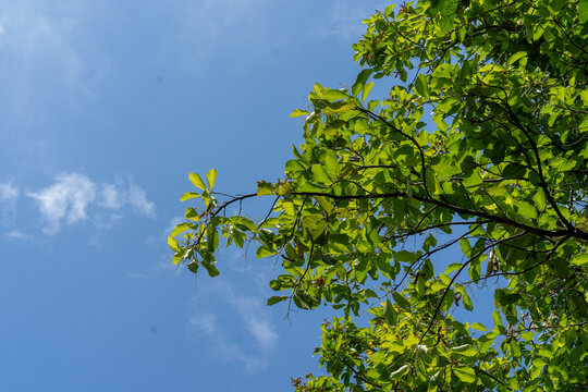 green leaves against blue sky
