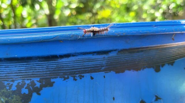 Hairy Caterpillar Olene mendosa Crawling on Blue Surface Poisonous Insect Close-up in Philippines