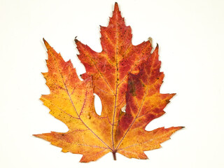 Autumn orange - red leaf of  sugar maple tree in  fall color palette against a white background  