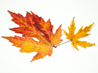 Twig with autumn orange and yellow leaves of  sugar maple tree in  fall color palette against a...