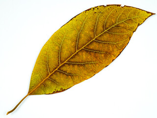 Autumn yellow walnut leaf in  fall color palette against a white background  