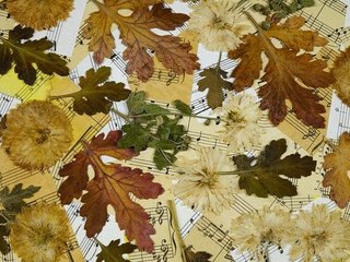 Pressed drying flowers and leaves of chrysanthemum on an old music notes, background. Pressed flower art, decorative panel.