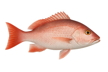 Obraz premium High-Resolution Image of a Red Snapper Fish – Perfect for Marine Biology, Seafood Industry, or Educational Use.