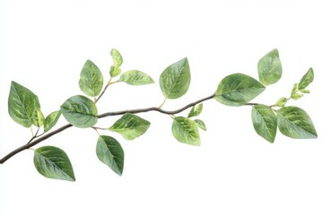 Obraz premium Oregano sprig with small green leaves isolated on white background ideal for recipe visuals and natural food design