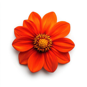 Close-up of a red-orange Tithonia flower with golden center on white background