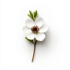 Fototapeta premium Close-up of white Waxflower with translucent petals and deep maroon center on a clean white background