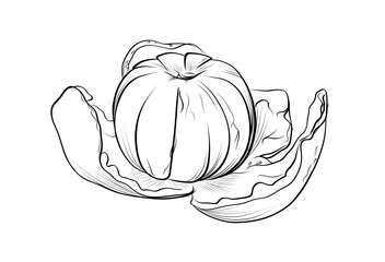Mandarin fruit with peel partially open vector