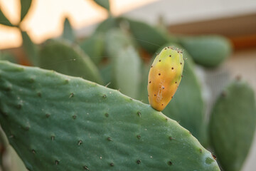 Opuntia cactus plant with ripe prickly pears cactus