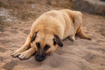 Homeless hungry lonely dog ​​lies on the sand