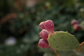 Opuntia cactus plant with ripe prickly pears cactus