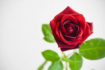 赤い薔薇