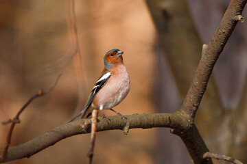 A stunningly beautiful finch sits on a tree branch. Fringílla coélebs 