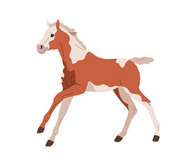 Pinto pony, American Paint horse. Little young foal with patchy spotted coat pattern. Equine animal in motion, side view. Beautiful bicolor breed. Flat vector illustration isolated on white background