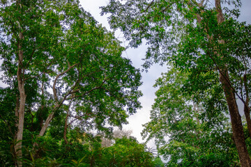 Tropical trees with sky behind
