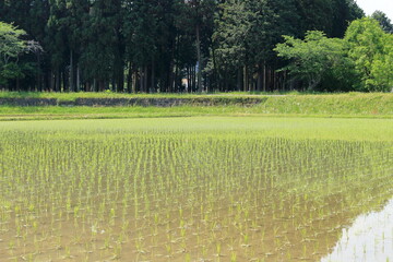 田植えの終わった初夏の水田