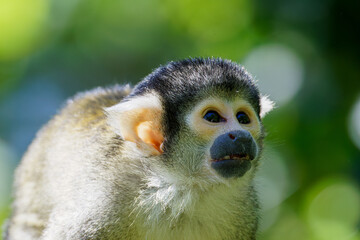 Close-up of a squirrel monkey with a blurred green background, Saimiri oerstedii oerstedii
