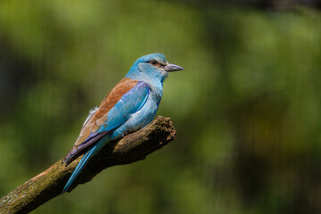 A European roller (Coracias garrulus). A vibrant blue and brown bird perched on a branch against a blurred green background.