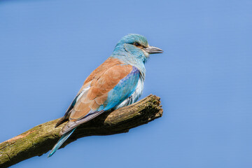 A vibrant European Roller perched on a tree branch against a clear blue sky.