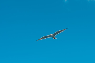 Seagull flying gracefully in the sky with its wings spread wide in Tenerife