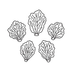 Crisp Green Lettuce Ready to Serve in Minimalist Design