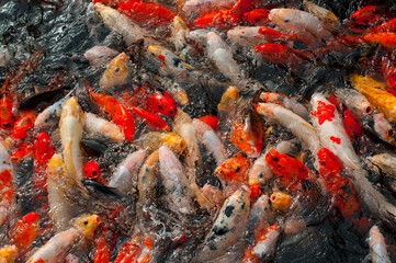 A cluster of koi fish creating movement patterns on the shimmering water surface