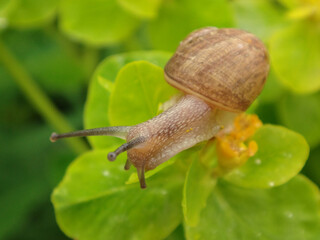 Garden snail (Cornu aspersum) on vivid green spurge