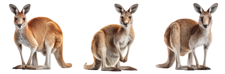 Kangaroo with strong hind legs and upright tail, Australian Wildlife, isolated on Transparent background