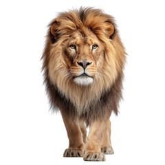 Lion with full mane and alert stance, King of the Jungle, isolated on Transparent background
