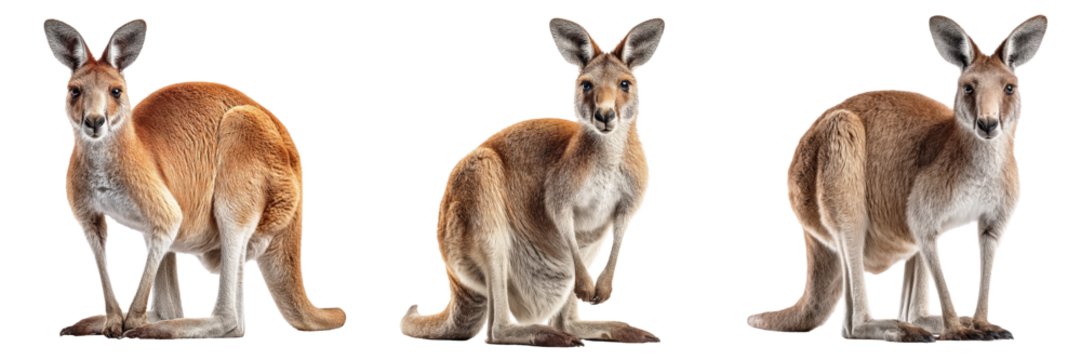 Kangaroo with strong hind legs and upright tail, Australian Wildlife, isolated on Transparent background