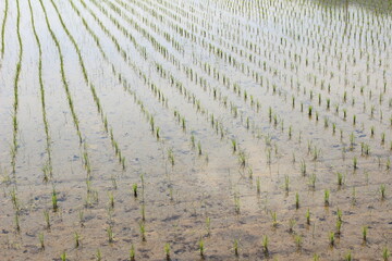 田植えの終わった初夏の水田