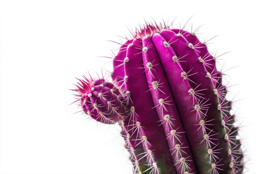 This macro closeup showcases a vibrant pink cactus flower, a beautiful bloom of desert flora
